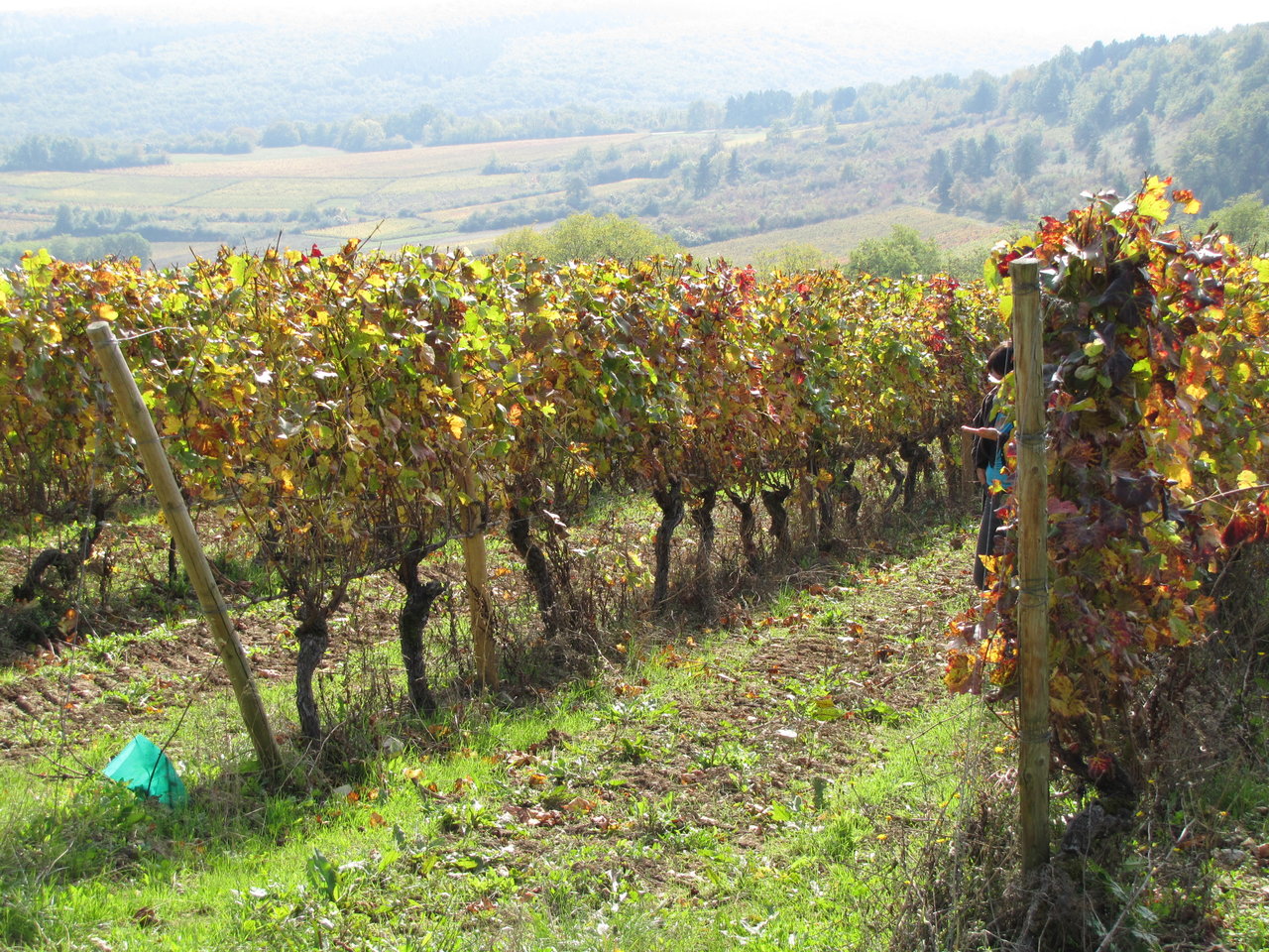 sept 2010 test photos in vines 046