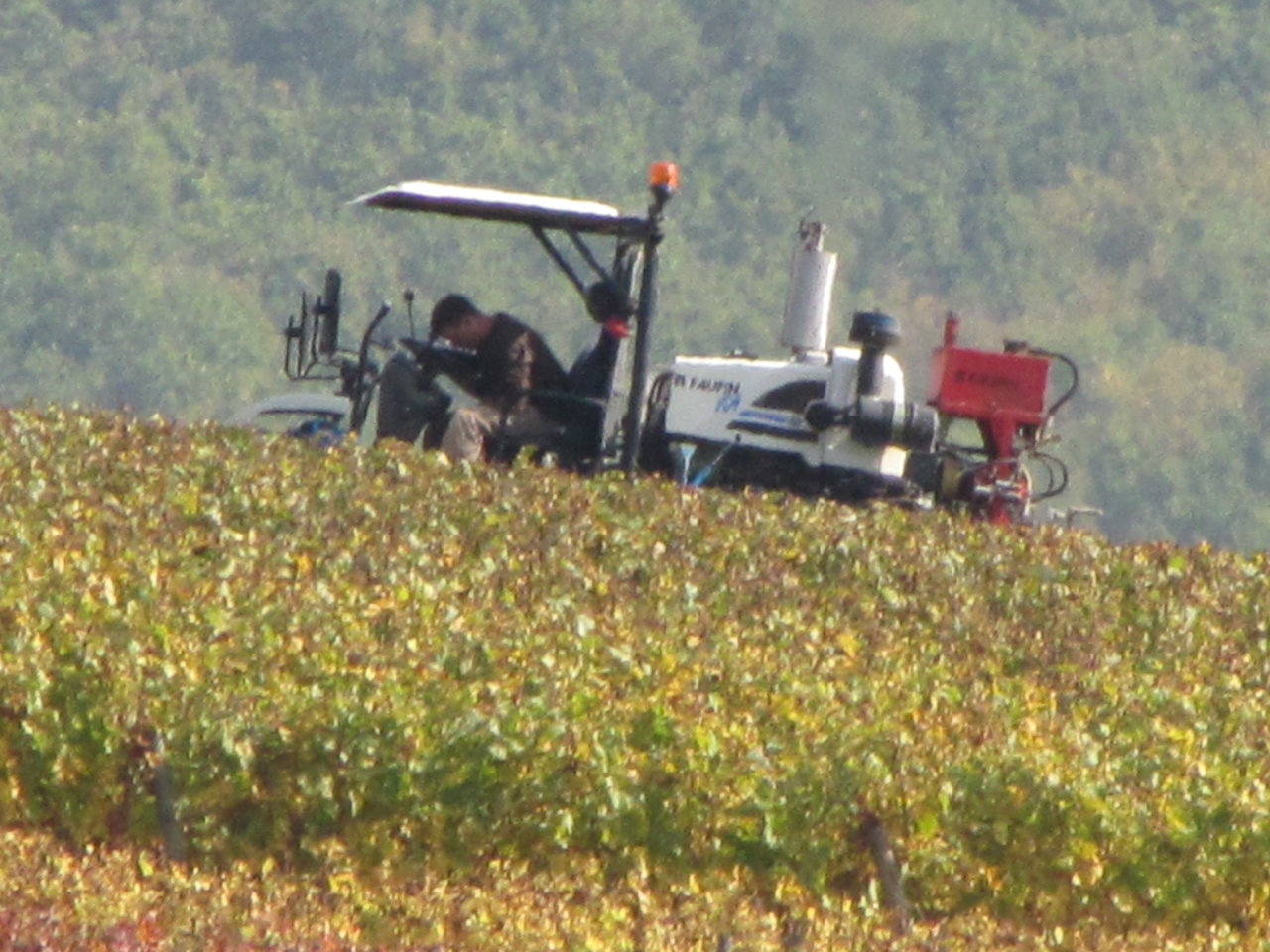 sept 2010 test photos in vines 081