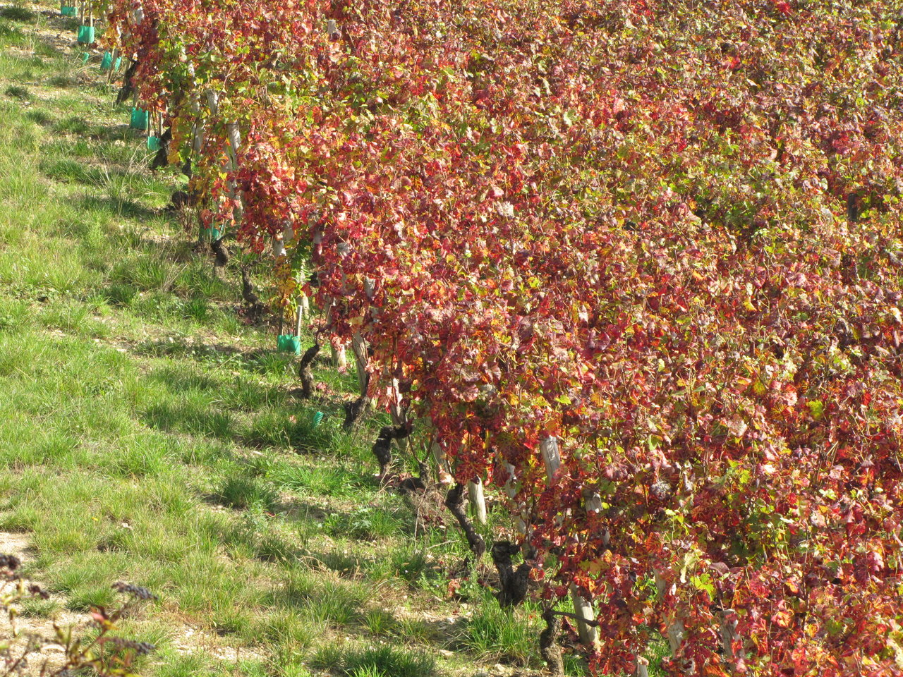 sept 2010 test photos in vines 070